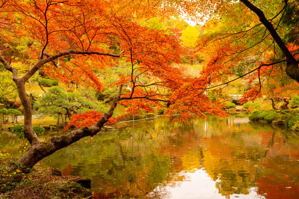 成田山公園の紅葉（Autumn leaves at Naritasan Park）