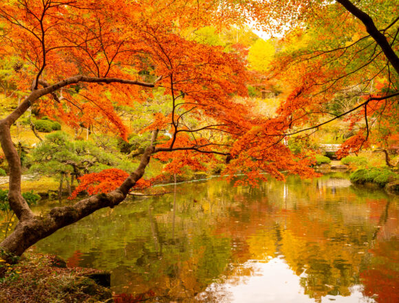 成田山公園の紅葉（Autumn leaves at Naritasan Park）